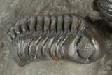 Two Detailed Austerops Trilobite - Excellent Eyes #197150-5